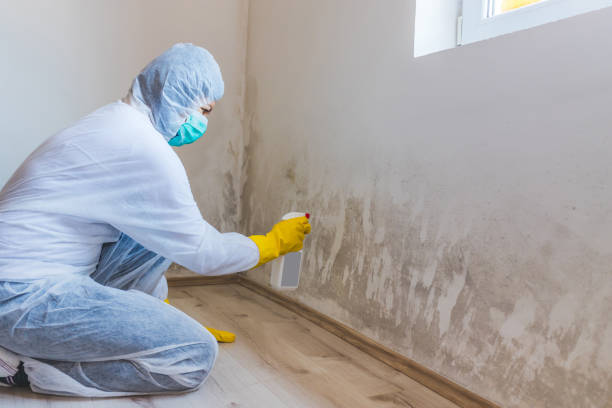 Licensed Crawl Space Mold Removal service in Peabody, MA - WQB Mold Removal